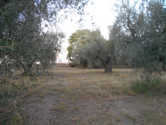 oliveto 